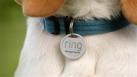 ring pet wearable.